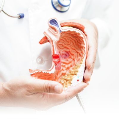 الجهاز الهضمي