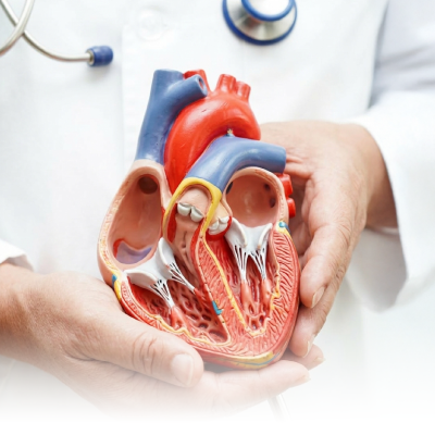 القلب والأوعية الدموية